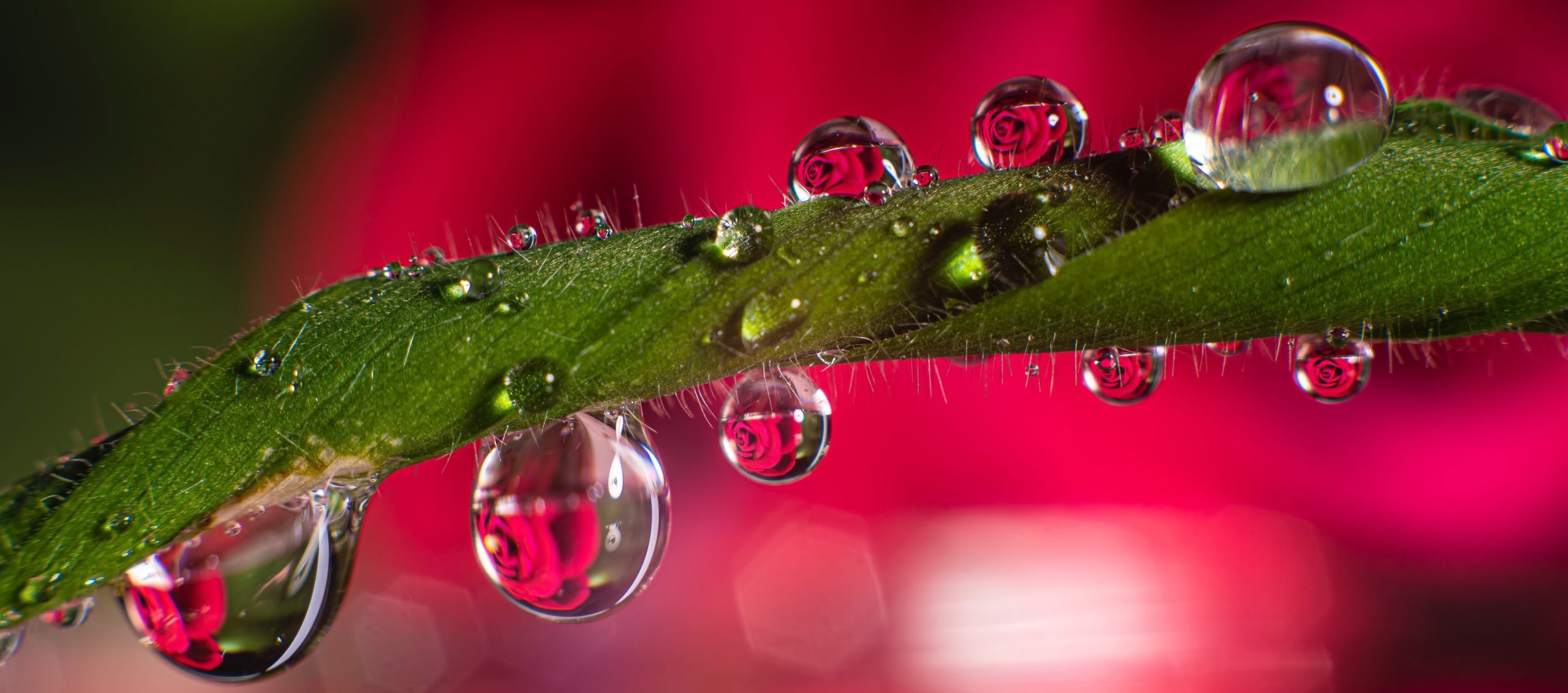 Closeup of a rose leaf with water droplets
