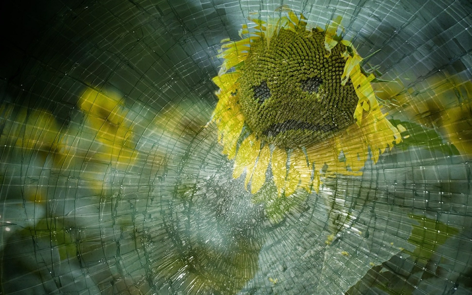 Broken Flower - Broken Glass