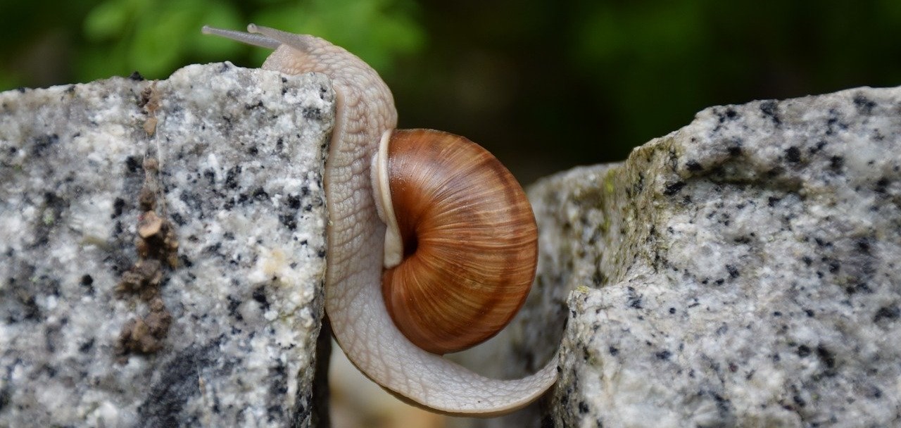 Snail crossing a chasm