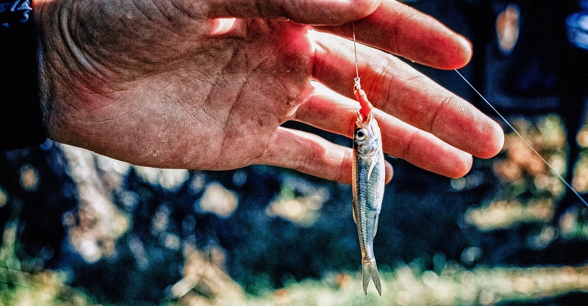 Tiny fish on a big hook