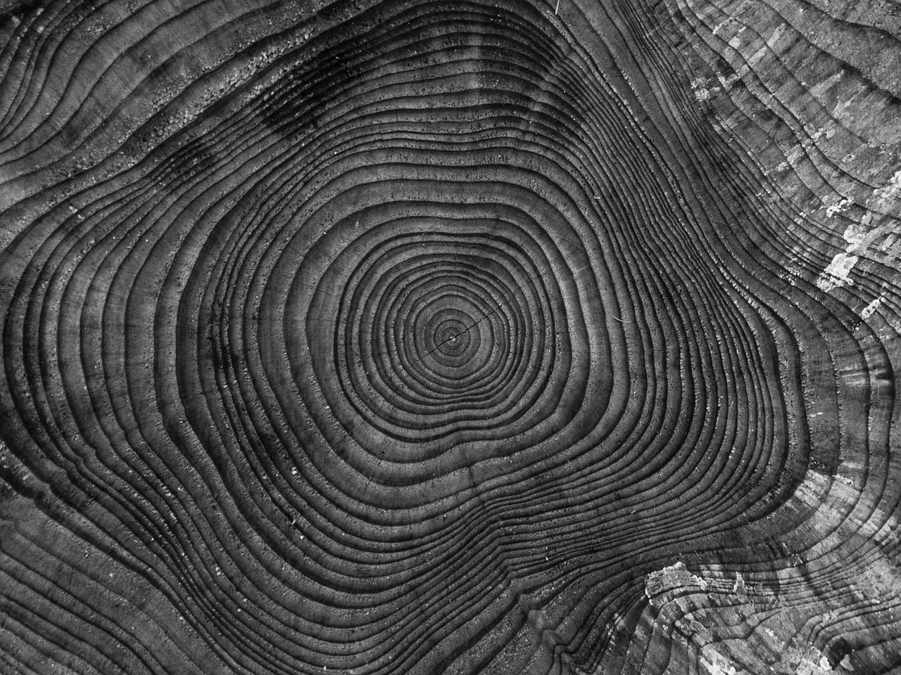 Tree Stump showing Rings of Life