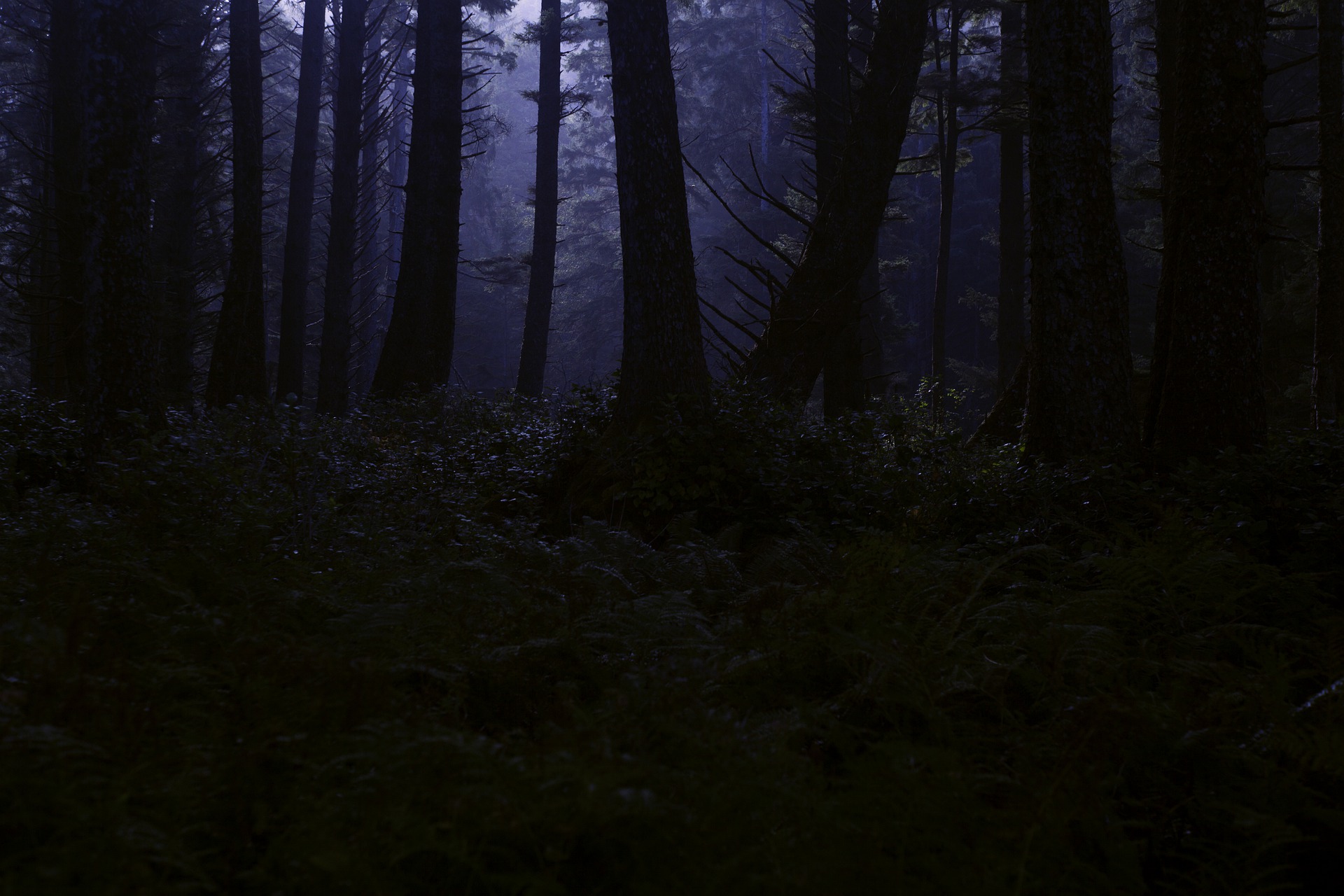 Night Sounds In The Forest