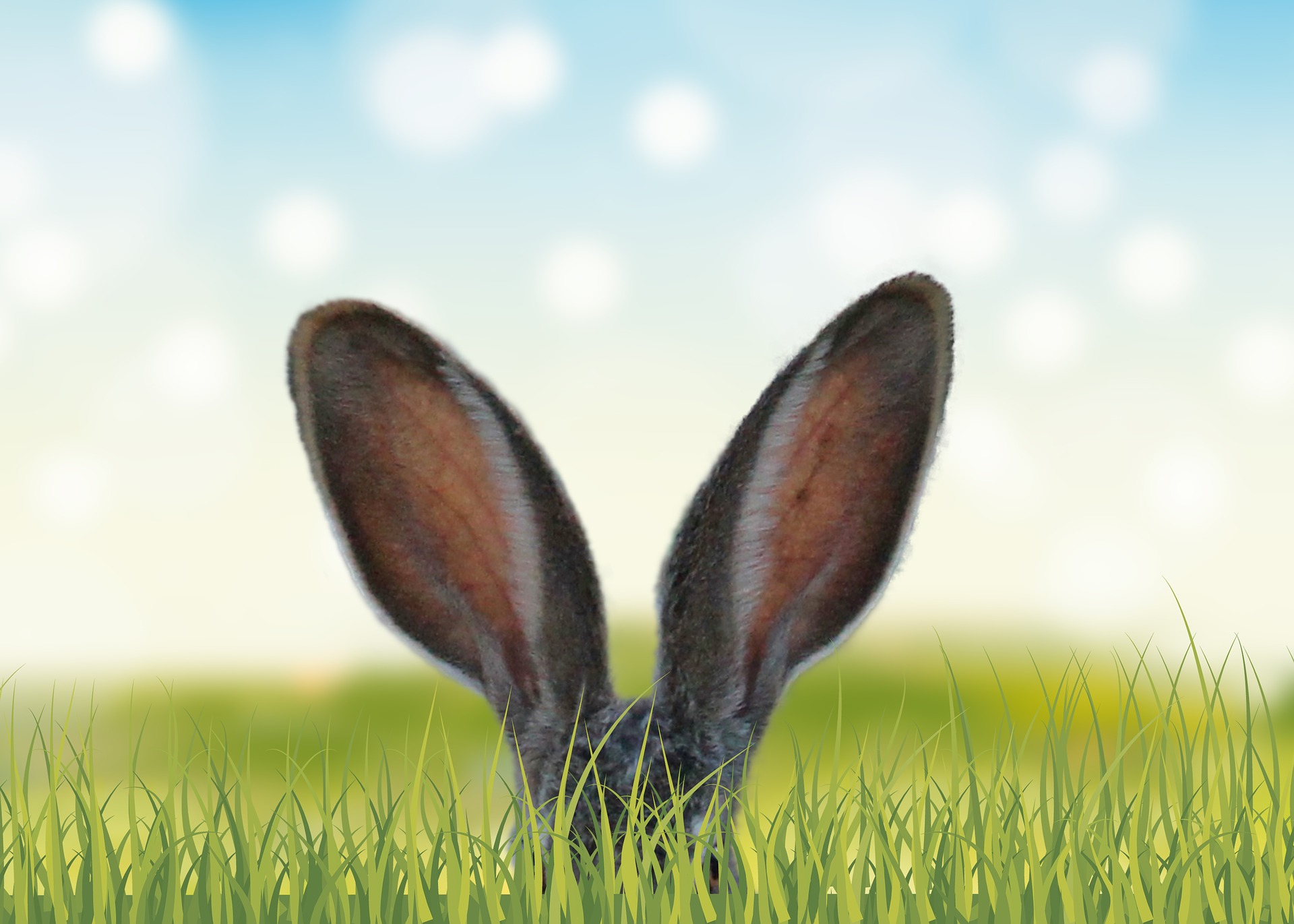 Rabbit Ears in the grass