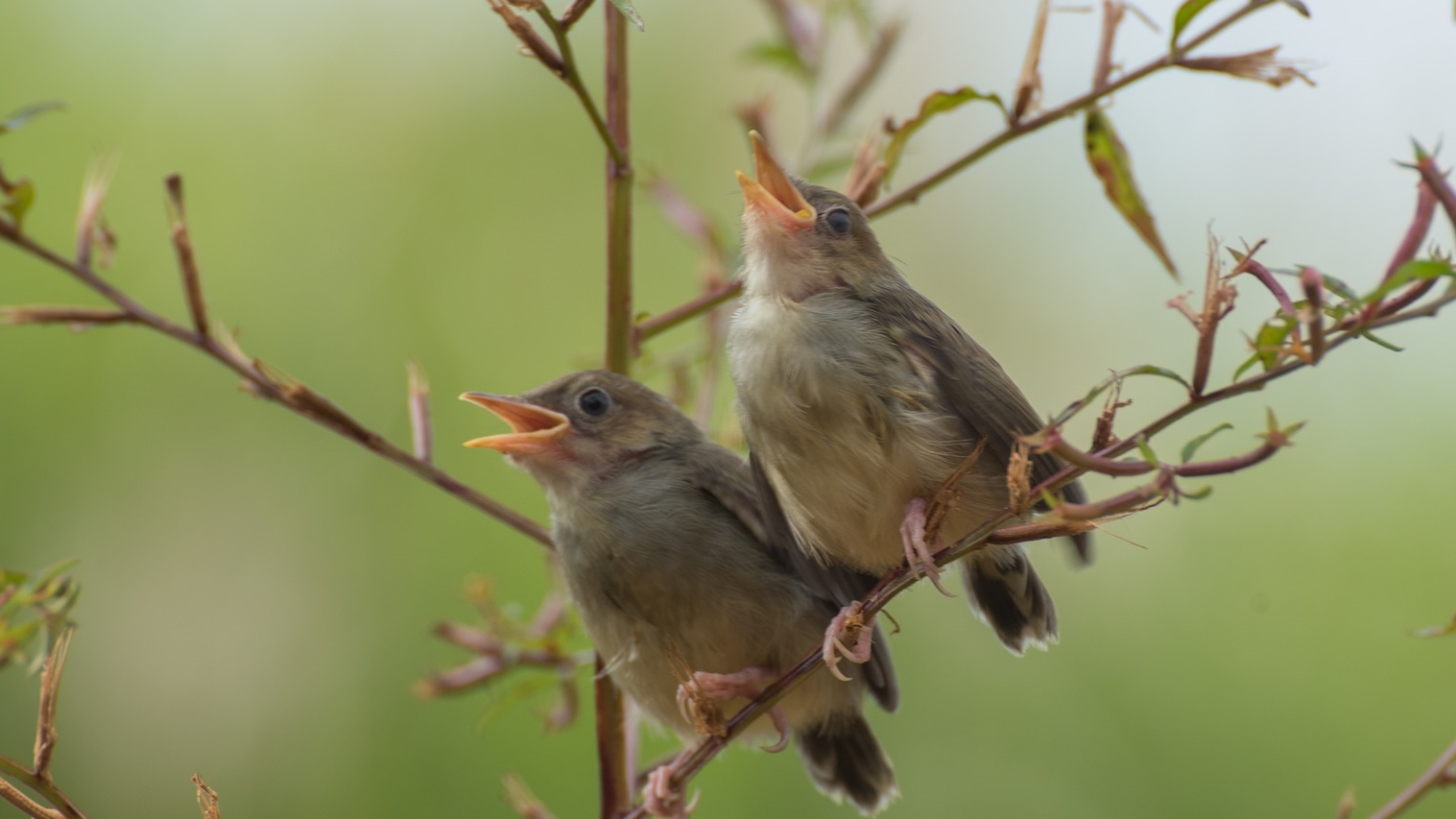Songbirds singing