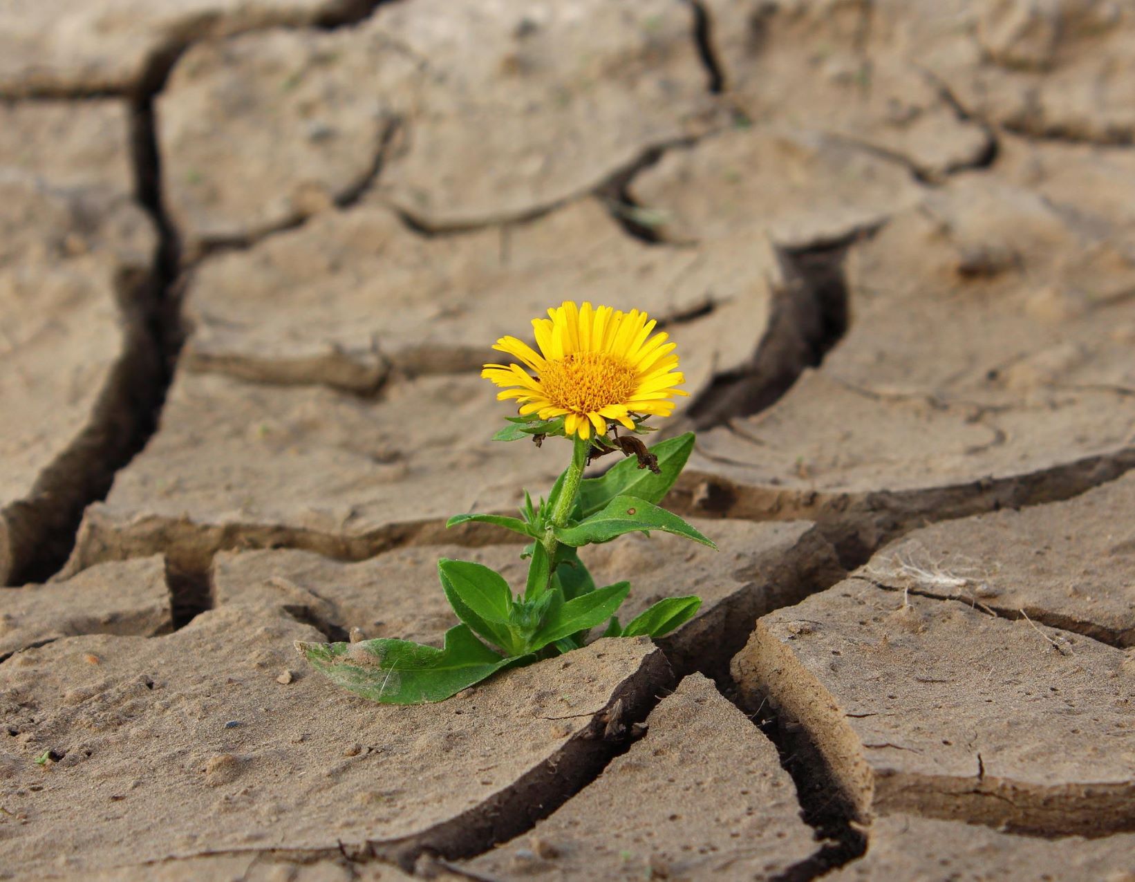Flower Survives in cracked clay