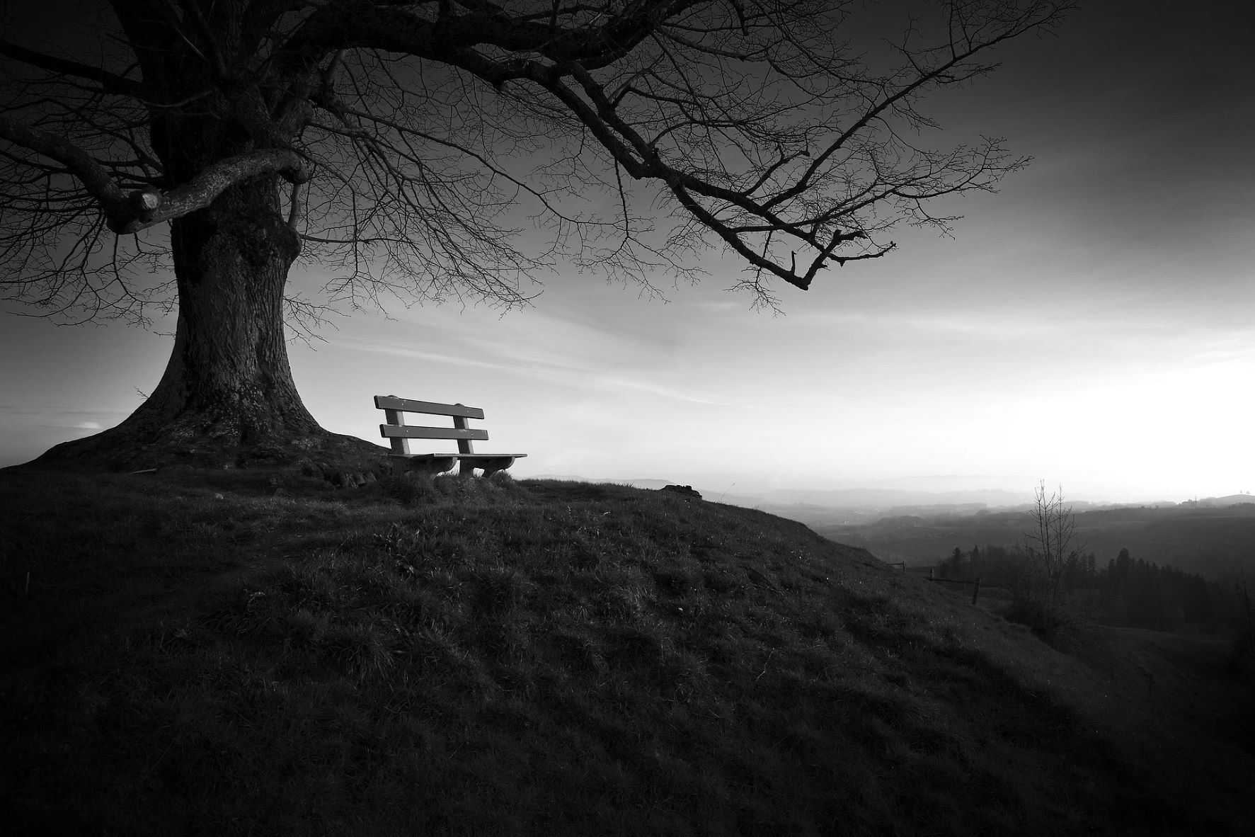 Quiet bench under tree as dawn approaches