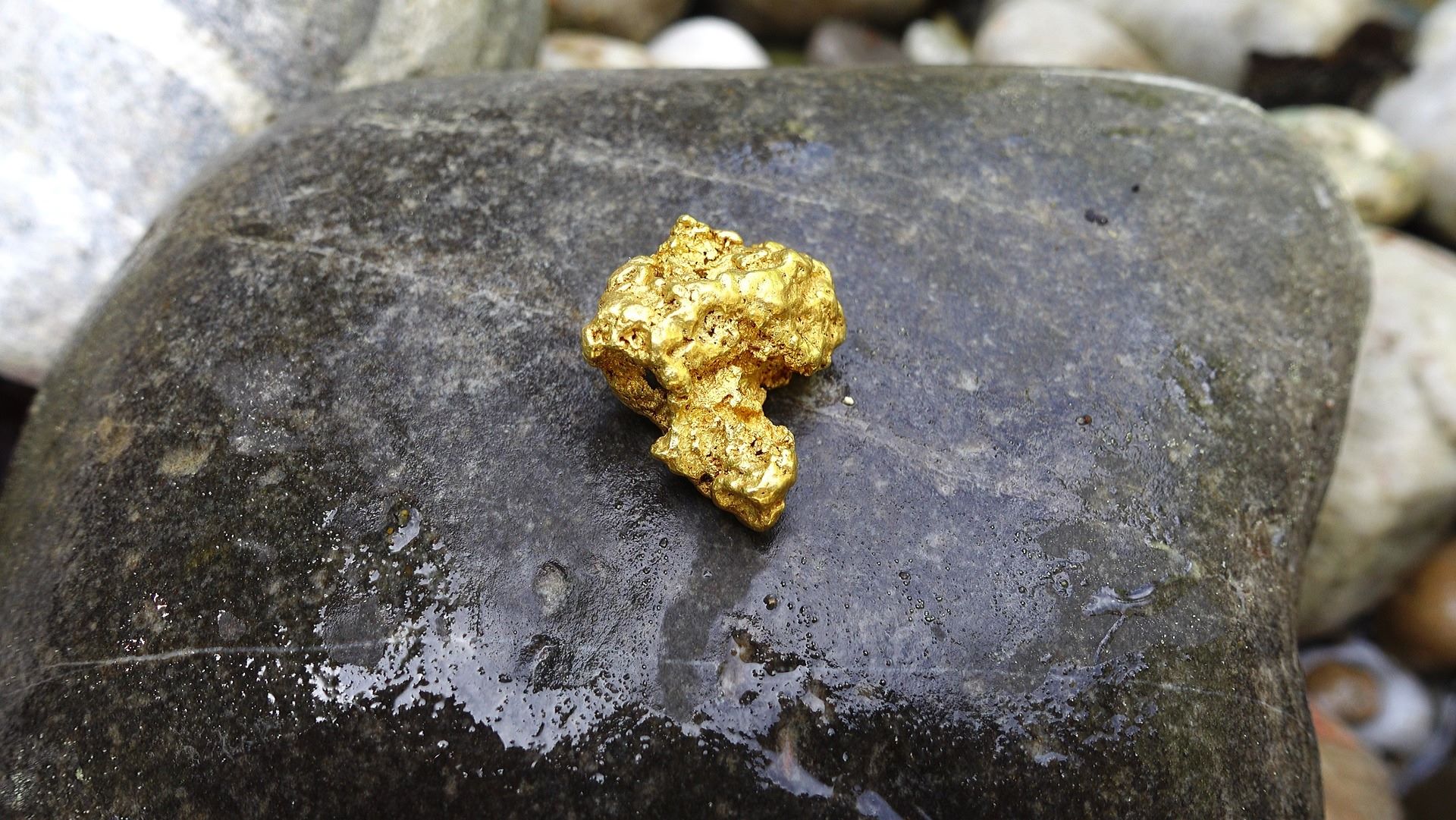Gold Nugget on a wet rock