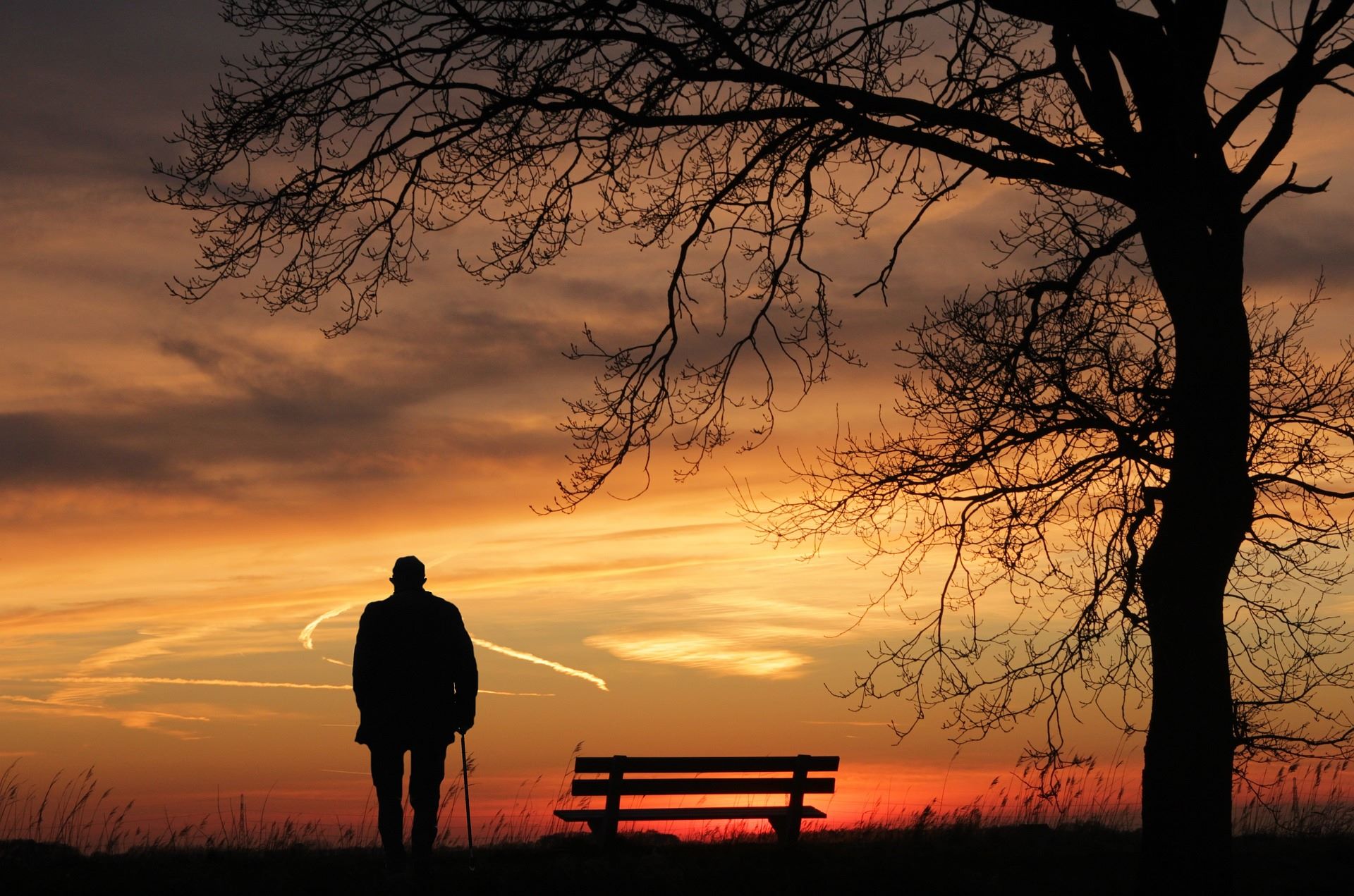 Man and cane, bench and tree, sunset
