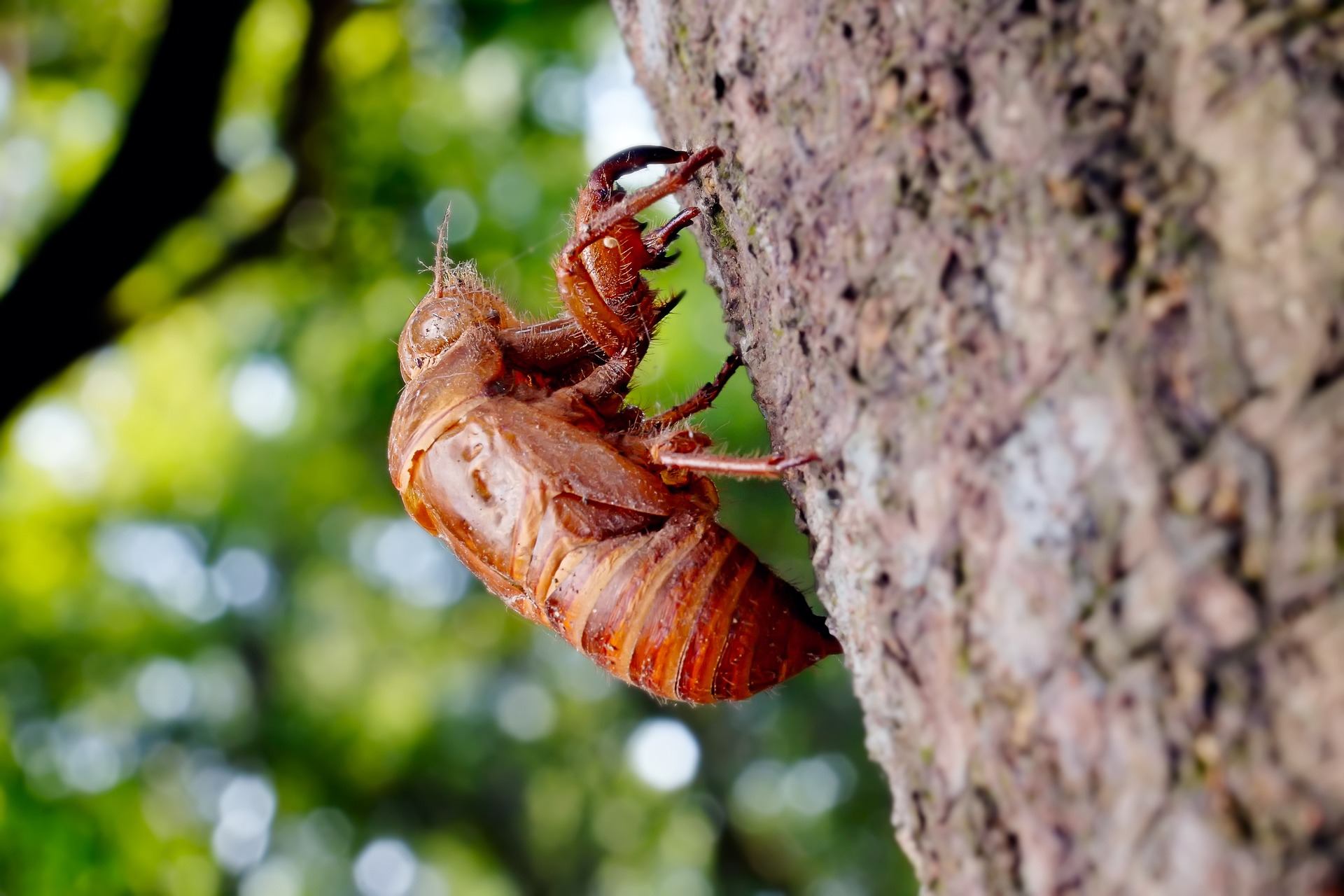 Left over and unneeded cicada shell