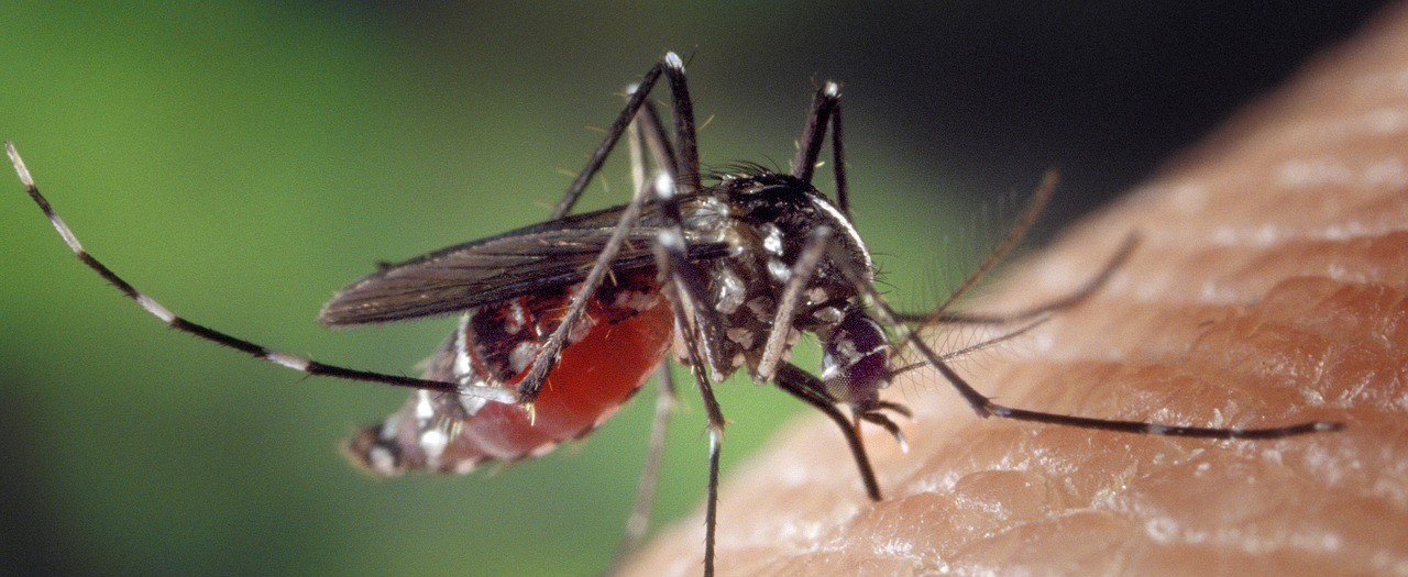 Mosquito Biting Arm