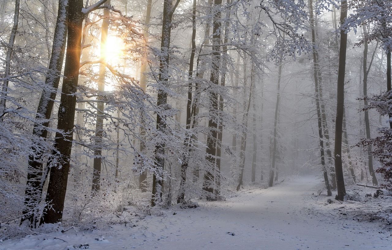 Snow and the woods with sun shining through