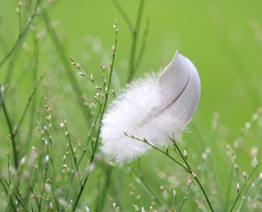 A wispy feather on the dew laden grass