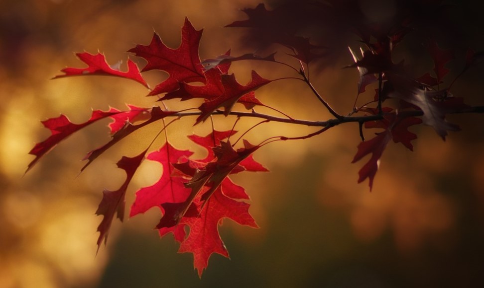 A Fall Maple Leaf
