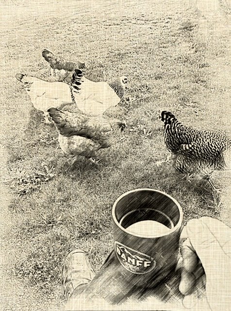 Taking a break and enjoying some restoration with Coffee and Chickens afoot