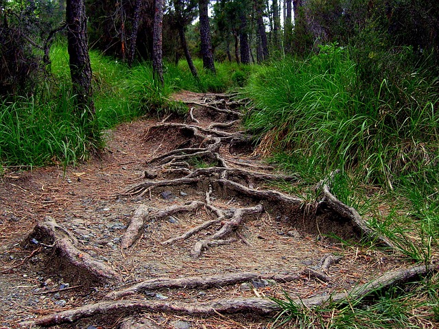 Roots on a thinly veiled trail through the forest