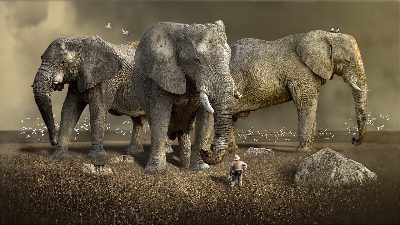 Elephants standing large in front of a diminutive human