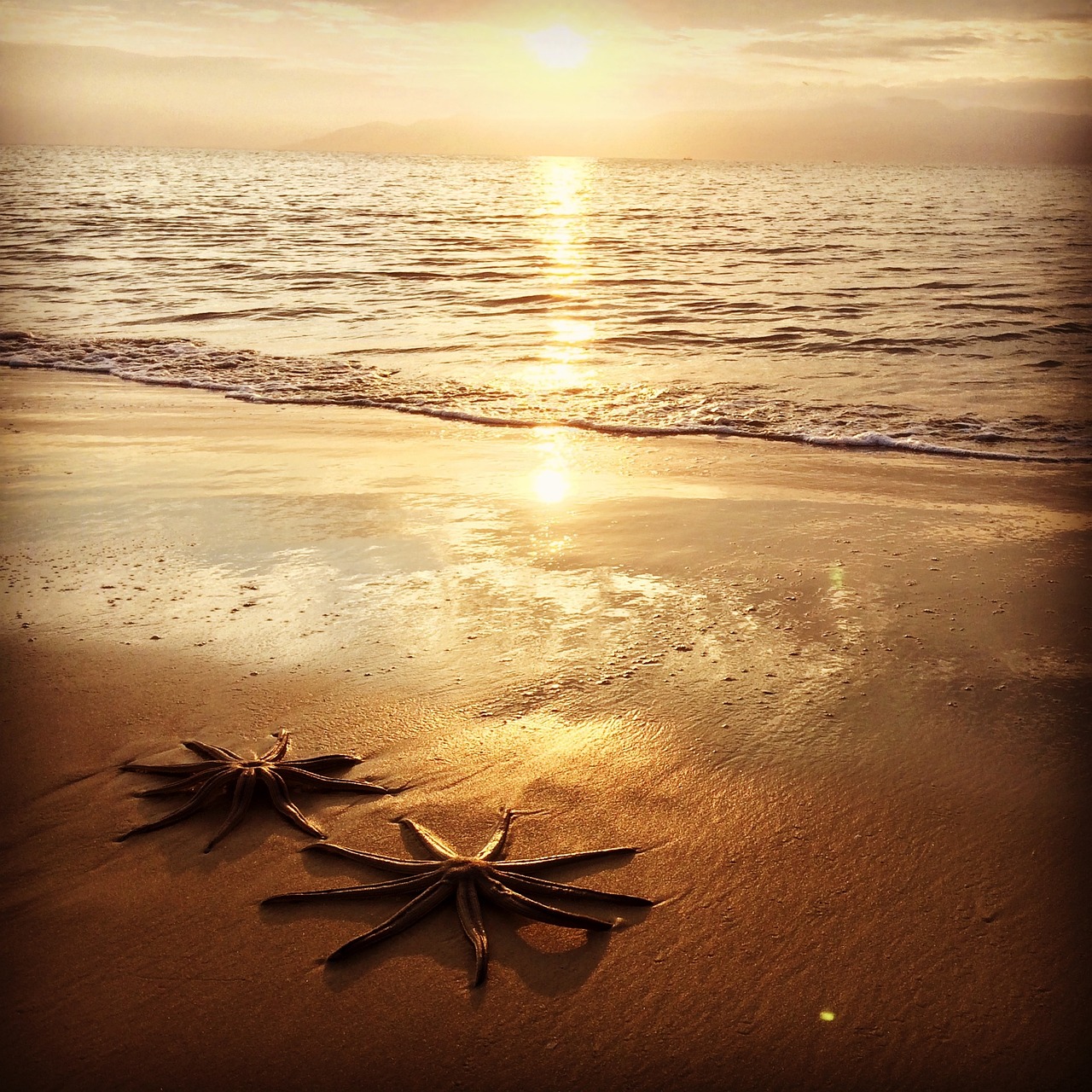 Starfish on a beach as the sun sets in the distance