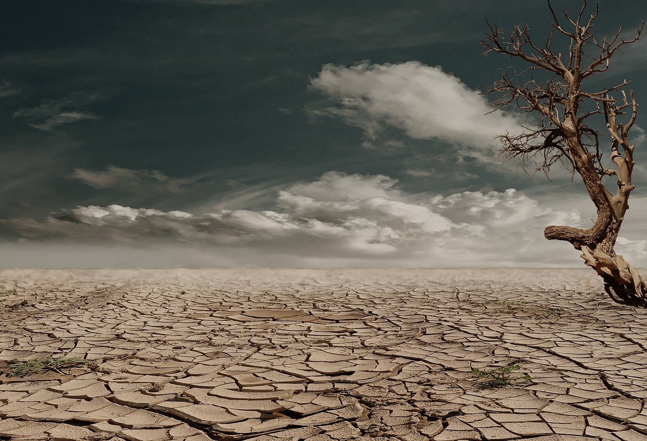 Dry desert, cracked basin, dead standing tree