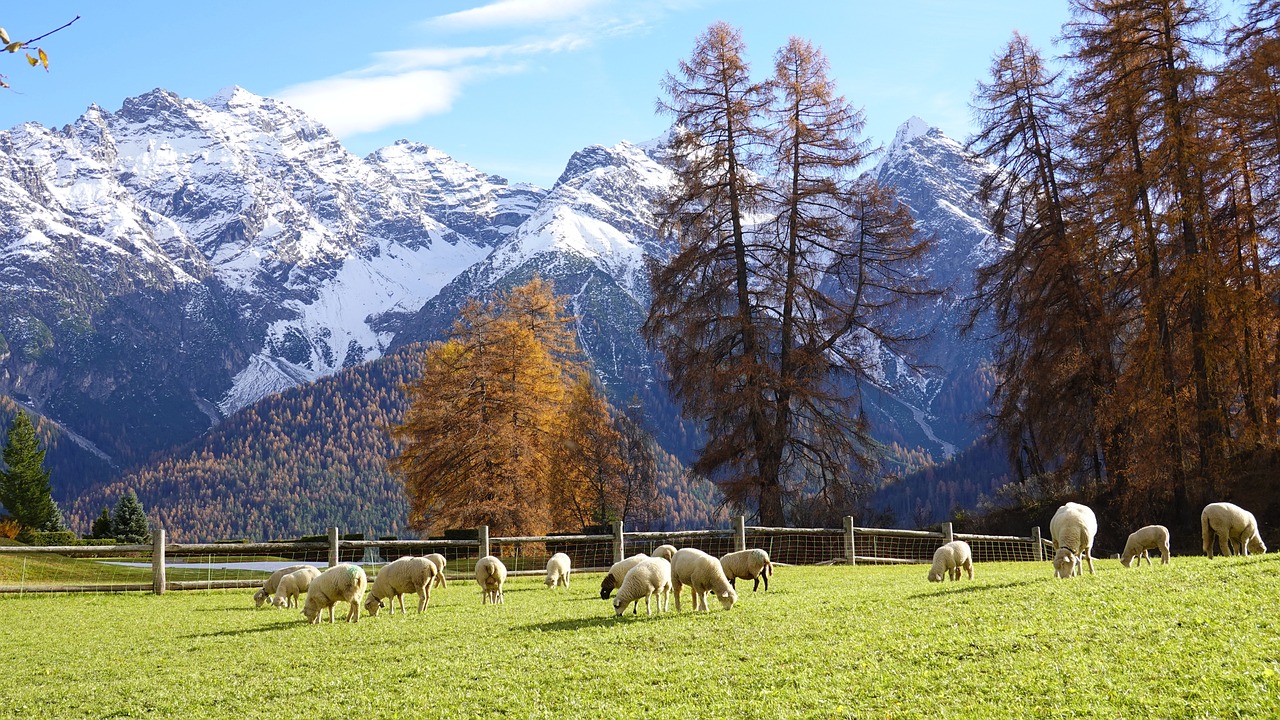 Mountains, pasture, and sheep