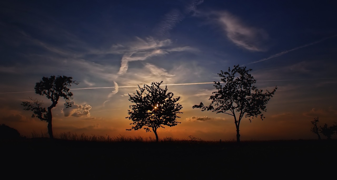 Evening sky, sun on horizon, trees settling in for night