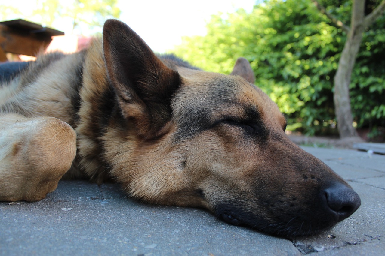 German Shepherd Fast Asleep