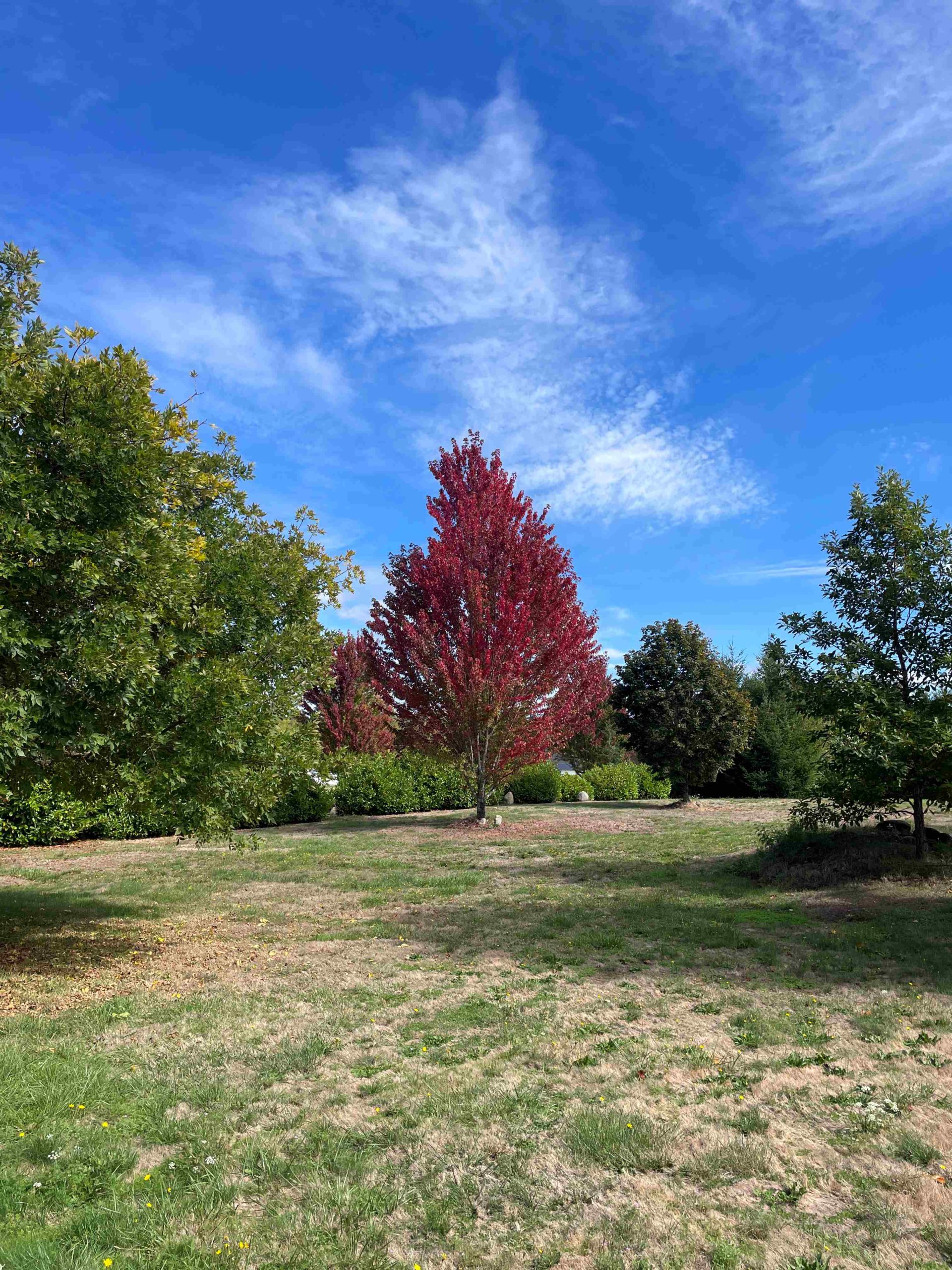 Fall Red Leaves in my yard