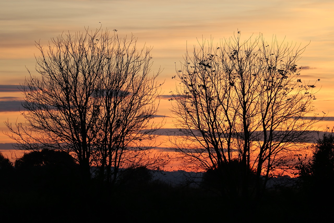 Two trees at evening time with the sky rosy in the background.