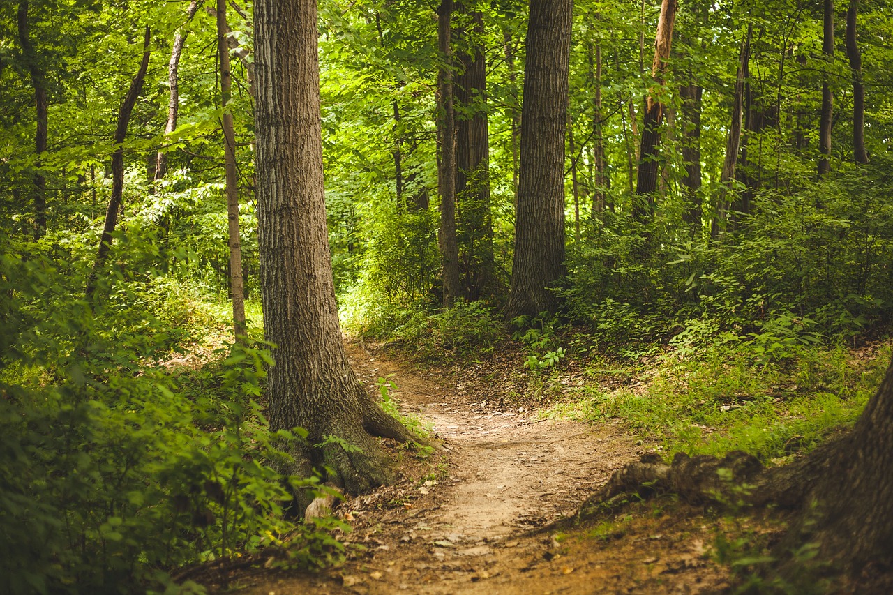 Wandering trail in a deep forest