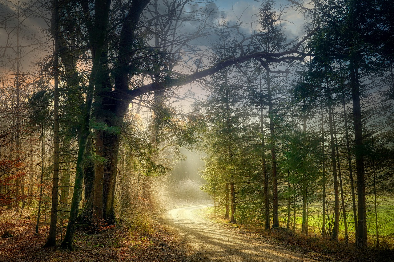 Path through the woods as the sun rises