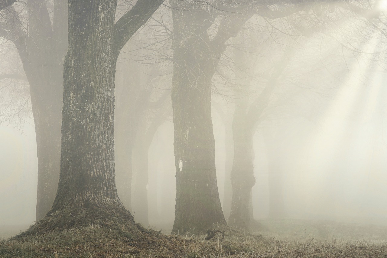 Foggy forest with trees barely visible